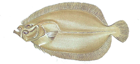 Gallo del Norte_edited.png