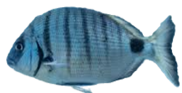 Sargo_edited.png