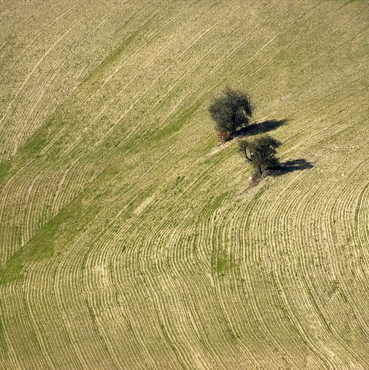 Ulivi solitari