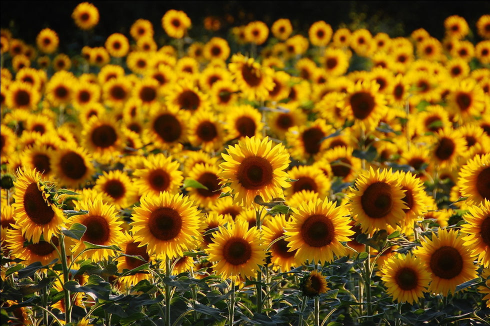 Girasoli al tramonto