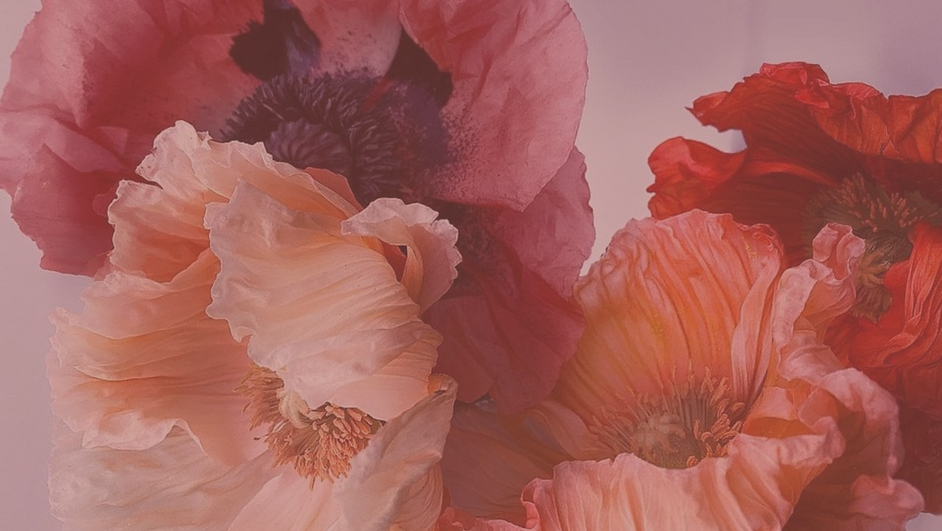 Paradies aufErden (4).png