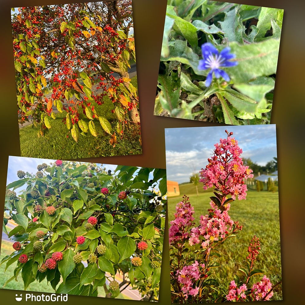 Plants