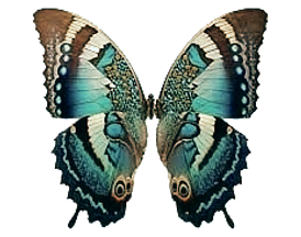 images (84)_edited_edited.png