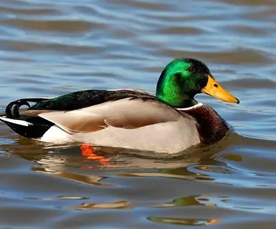 mallard_smith_pam.JPG.webp