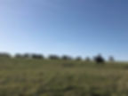 cattle on ridge.jpg