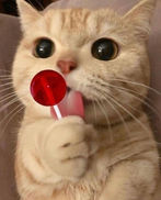 Ginger cat with big eyes licking a red lollipop while holding it in its paw