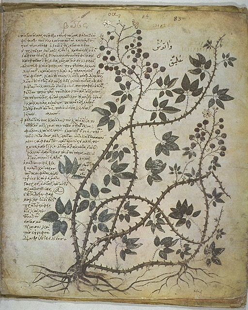Illustration of a blackberry plant from the 6th-century De Materia Medica manuscript, showing botanical detail and Greek text, reflecting Renaissance interest in classical herbal knowledge.