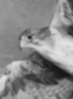 Detailed dramatic graphite drawing of a fierce falcon bird in mid-dive wings spread wide talons extended by artist Yana Evans