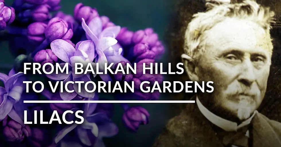 The Fascinating History of Lilacs in Europe: From Balkan Hills to Victorian Gardens