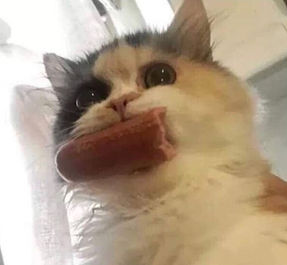 Fluffy calico cat holding a sausage in its mouth with a surprised expression