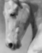 Graphite drawing of a horse in three quarter view with flowing mane, soft shading and calm downward gaze by artist Yana Evans