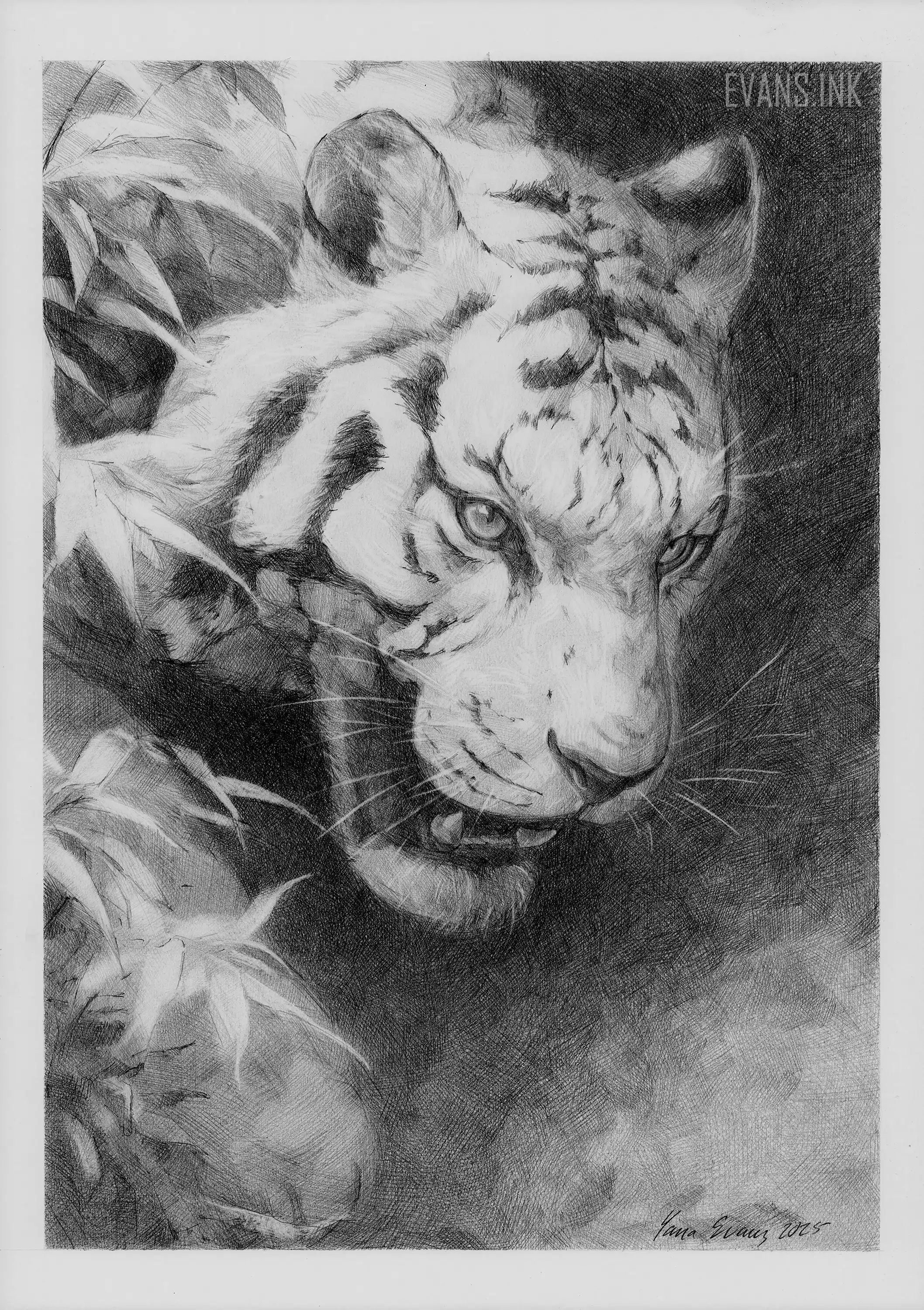 Silent Roar – Original Pencil Drawing of White Tiger