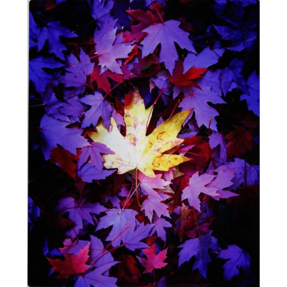 Janelle Boatright-Sea of Leaves - Print