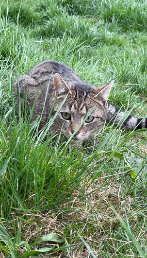 Katze