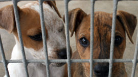 cage_lgpups.jpg