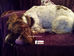 Bravo Working Dog Rescue Auction