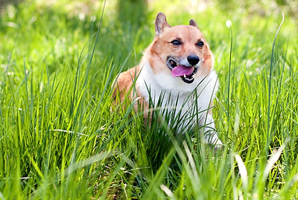 dog_7434c.jpg