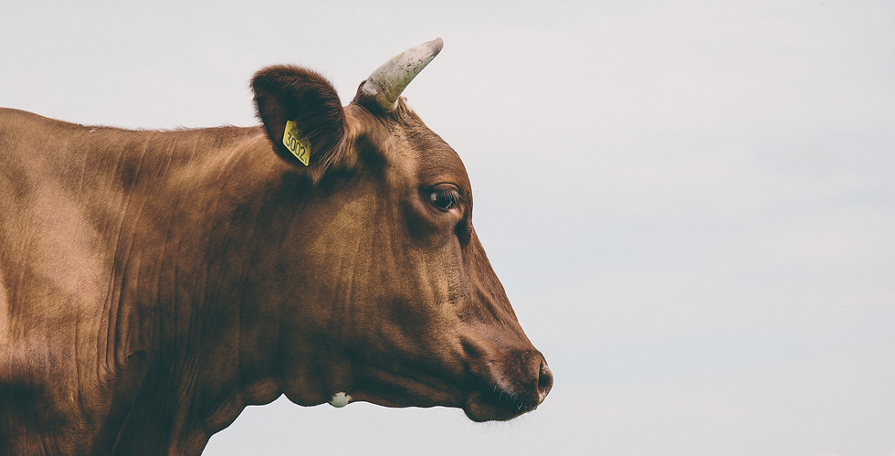 Cow_edited_edited_edited.jpg