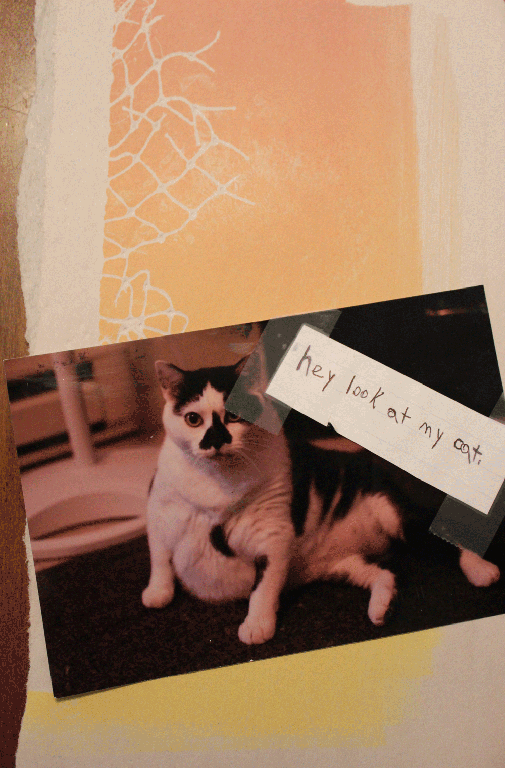 cat.gif
