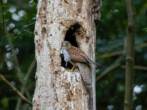 The Kestrel Nest