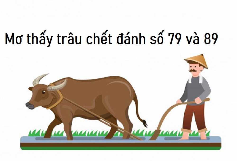 Nằm mộng Thấy Con Trâu Chết Đánh Số Mấy? Giải mã giấc mơ trong lô đề content media