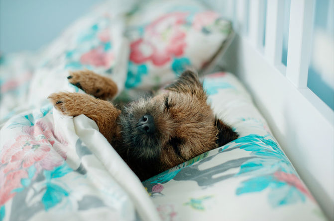 Should You Let Your Pup Sleep In Your Bed?