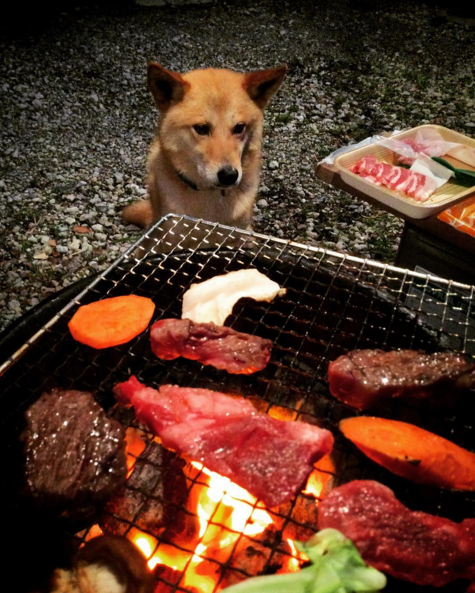 The Ultimate Guide to BBQ for Dogs and Their Owners (Plus Recipes!)