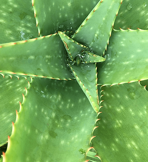 Aloe.png