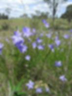 wahlenbergia stricta.jpg