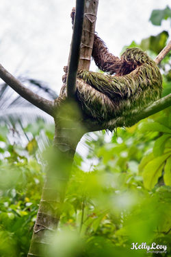 Sloth. Manuel Antonio, CR