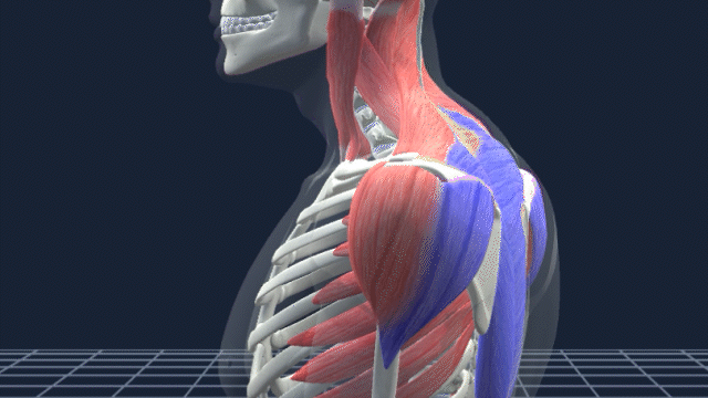 MUSCLE.gif
