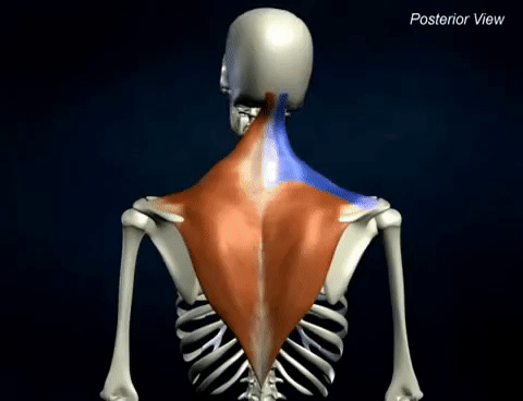 TRAPEZIUS gif.gif