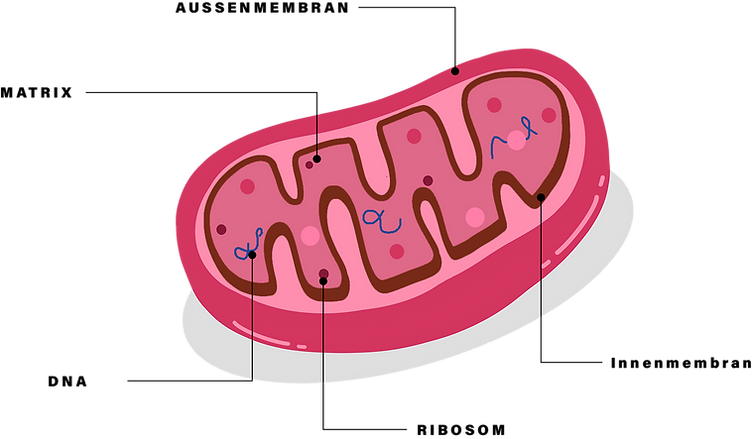 Ein Mitochondrium und dessen bestandteile