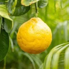 Ponderosa Lemon | Georgia Grown Citrus