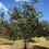 Thumbnail: Wildlife Tree Bundle; 3x (2-3 Ft) Trees