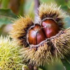 Thumbnail: Wildlife Tree Bundle; 3x Trees