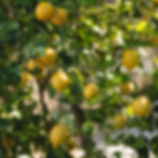 Santa Teresa Lemon Tree
