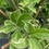 Thumbnail: Variegated Cara Cara Navel Tree (1-2 feet)
