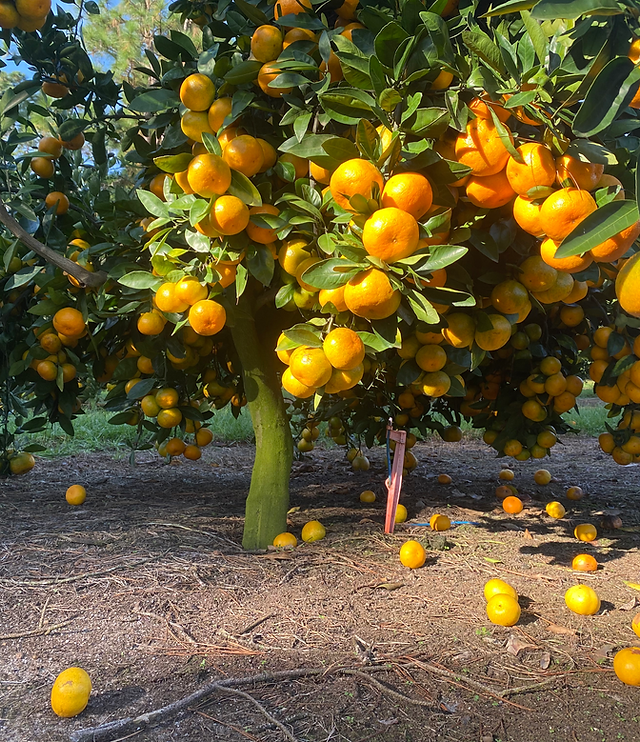 Lemon tree wholesale coupon code