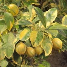 Pink Variegated Lemon Tree | Georgia Grown Citrus