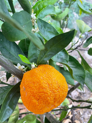 Gold Nugget Mandarin Tree | Georgia Grown Citrus