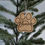Thumbnail: Customized Paw Print Wood Ornament