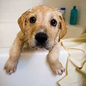 Bath Dog