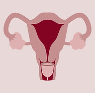 elena doula rouen normandie france regles cycles menstruations fertilité grossesse