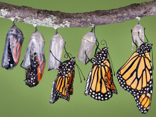 Embracing Change: Practical Strategies for Organizational Success