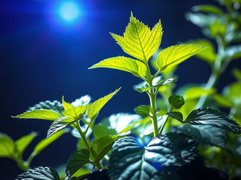 How Blue, Green and Red Light Affects Plant Growth