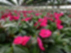 New Guinea Impatiens