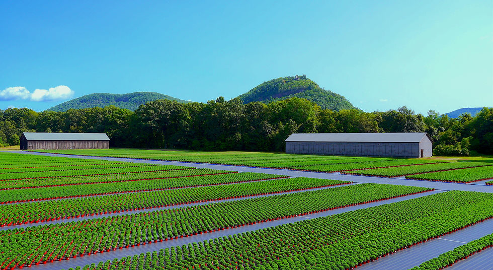 Mum field dual barn