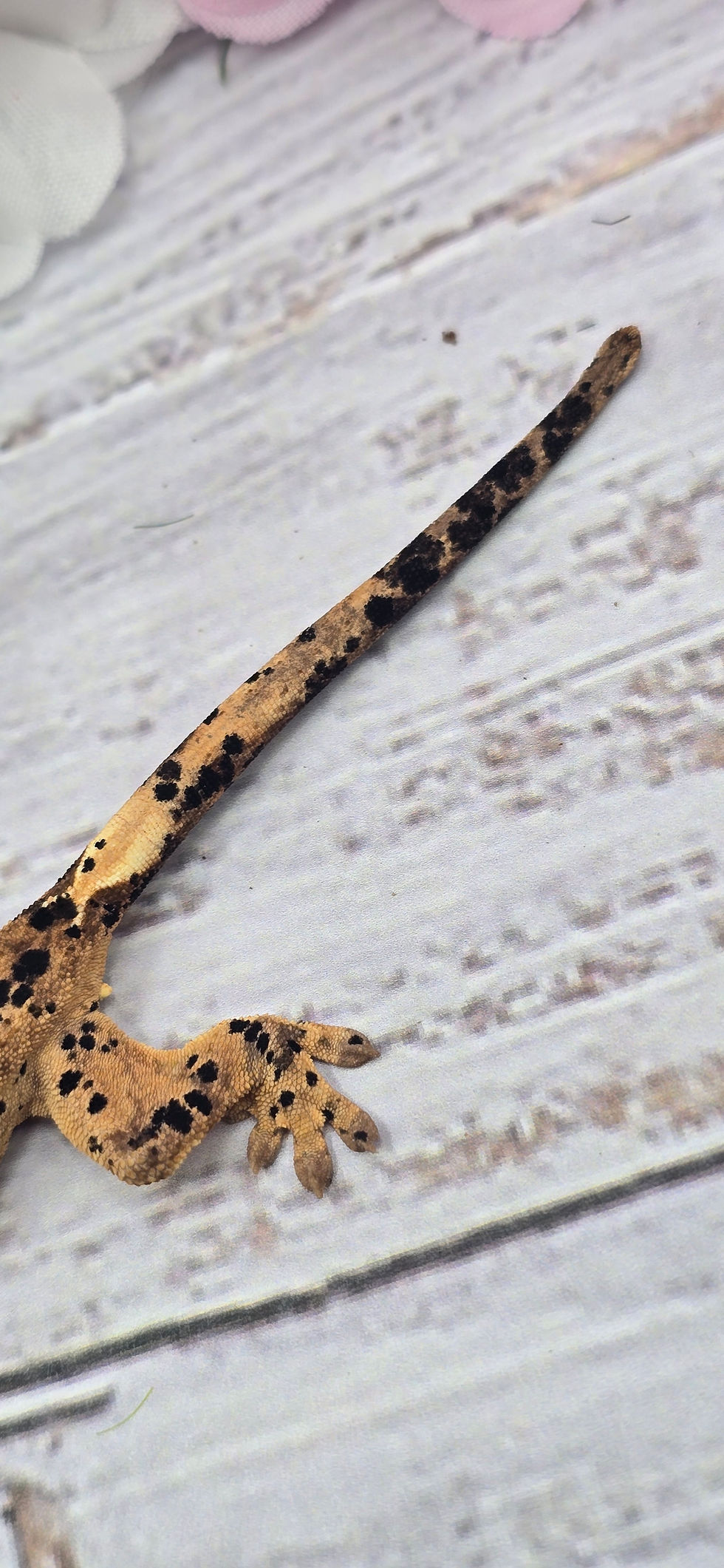 Miniature : Danika x Killer (U.K lineage) - super dal juvie