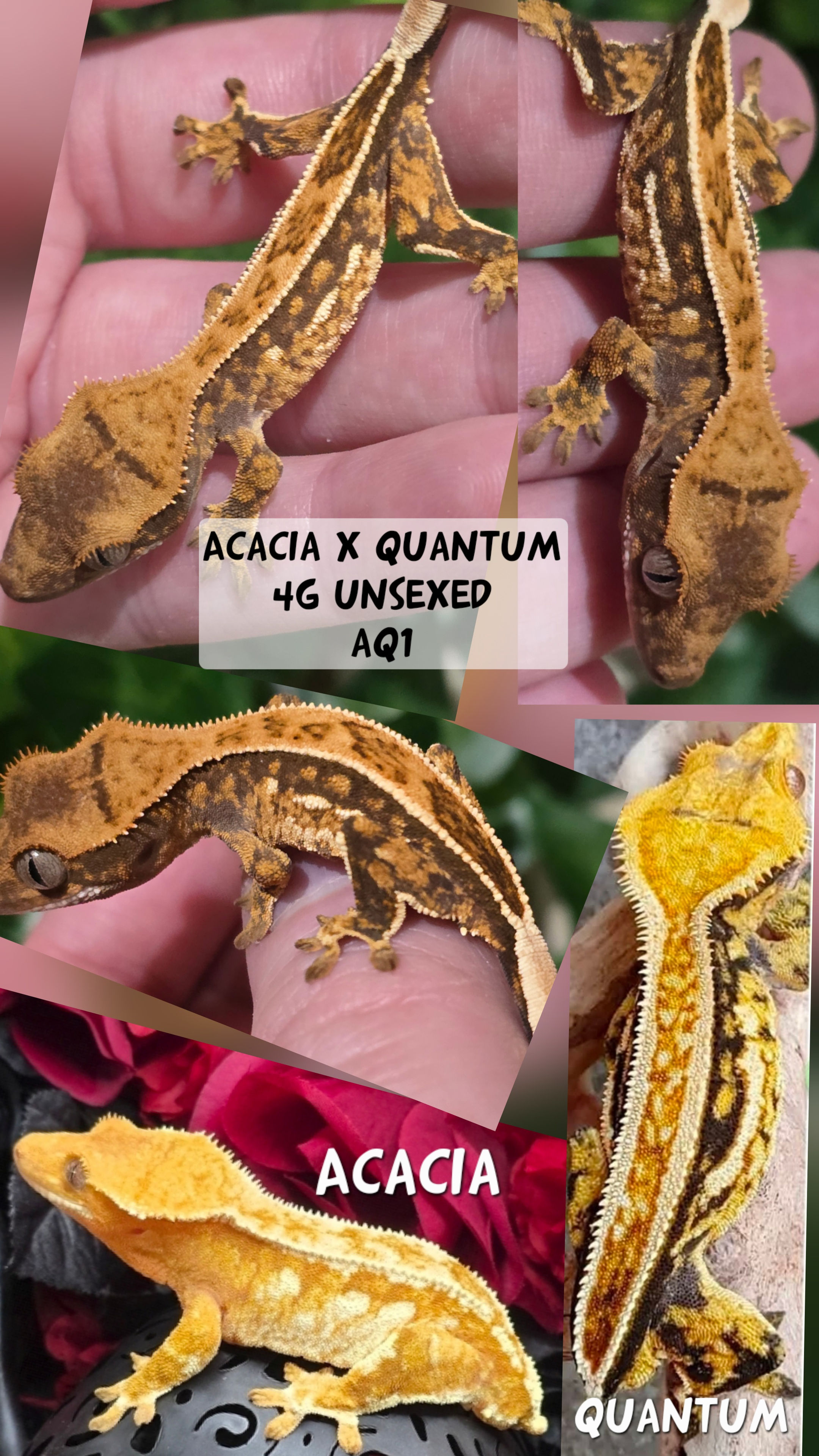 Acacia x Quatum